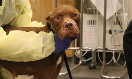 Helen Woodward Animal Center marks 54 years with Day of Giving