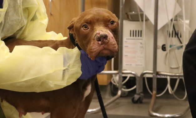 Helen Woodward Animal Center marks 54 years with Day of Giving