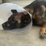 Sheriff’s K‑9 injured in Escondido burglary suspect confrontation