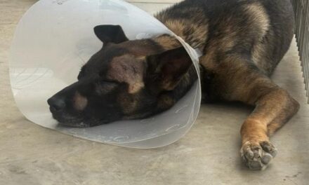 Sheriff’s K‑9 injured in Escondido burglary suspect confrontation