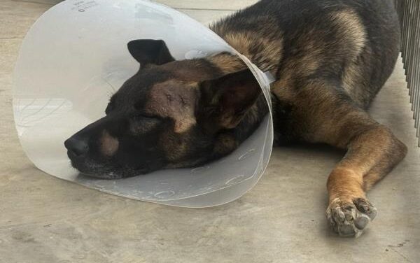 Sheriff’s K‑9 injured in Escondido burglary suspect confrontation