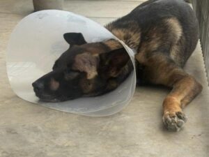 Sheriff’s K‑9 injured in Escondido burglary suspect confrontation