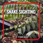 Police warn residents after venomous snake reported in Orange County