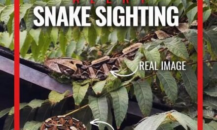 Police warn residents after venomous snake reported in Orange County