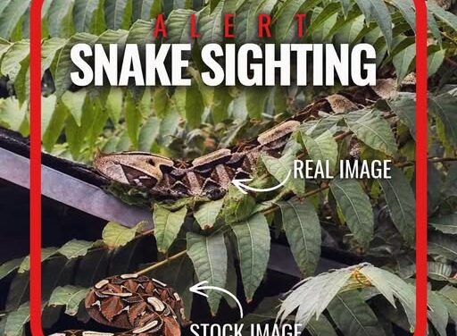 Police warn residents after venomous snake reported in Orange County