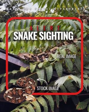 Police warn residents after venomous snake reported in Orange County