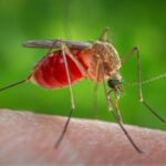 County to conduct mosquito treatments in Coronado to reduce West Nile Virus risk