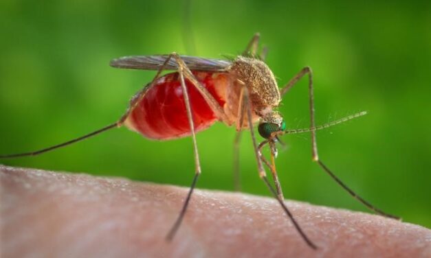 County to conduct mosquito treatments in Coronado to reduce West Nile Virus risk