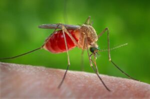 County to conduct mosquito treatments in Coronado to reduce West Nile Virus risk
