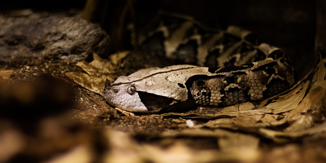 AI-generated viper snake image sparks false alarm in Orange County