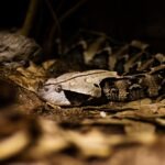 AI-generated viper snake image sparks false alarm in Orange County