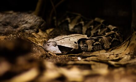 AI-generated viper snake image sparks false alarm in Orange County
